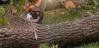 Professional Tree Services in Baldwin, FL